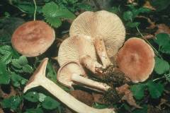 Lactarius glyciosmus