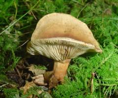 Lactarius hepaticus