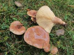 Lactarius hysginus