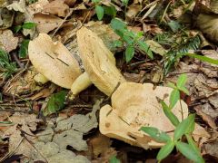 Lactarius illyricus