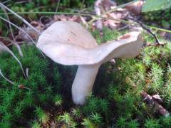 Lactarius illyricus