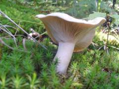 Lactarius illyricus