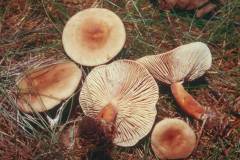 Lactarius lacunarum