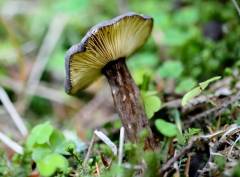 Lactarius lignyotus