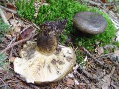 Lactarius necator