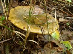 Lactarius necator