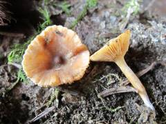 Lactarius obscuratus