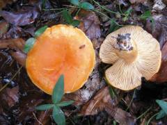 Lactarius porniniae