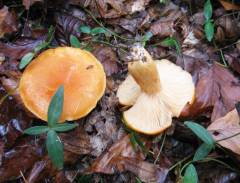 Lactarius porniniae