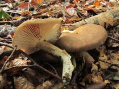 Lactarius pyrogalus