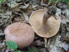 Lactarius quietus