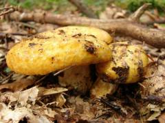 Lactarius scrobiculatus