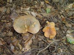 Lactarius semisanguifluus