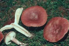 Lactarius sphagneti