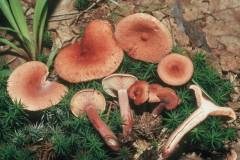 Lactarius subdulcis