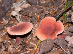 Lactarius subdulcis