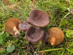 Lactarius subumbonatus