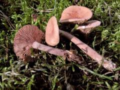 Lactarius tabidus