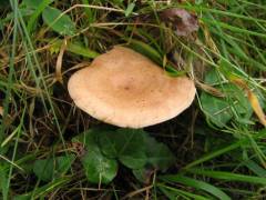 Lactarius theiogalus