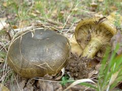 Lactarius turpis