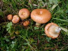 Lactarius zonarioides