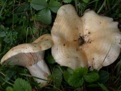 Lactarius zonarius