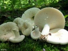 Lactifluus glaucescens