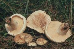 Lactifluus pergamenus