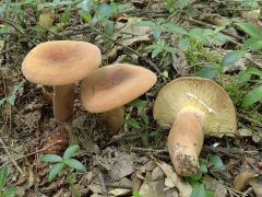 Lactifluus volemus