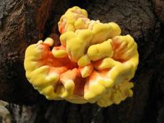 Laetiporus sulphureus