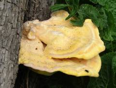 Laetiporus sulphureus