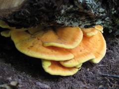 Laetiporus sulphureus