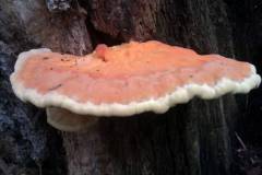 Laetiporus sulphureus