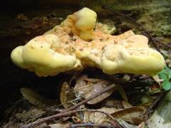 Laetiporus sulphureus