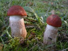 Leccinum aurantiacum