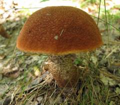 Leccinum aurantiacum