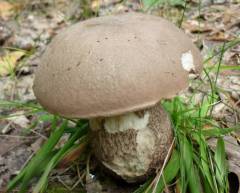 Leccinum cyaneobasileucum