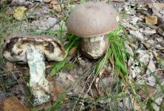 Leccinum cyaneobasileucum