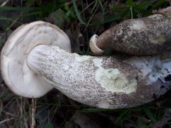 Leccinum duriusculum