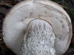 Leccinum duriusculum