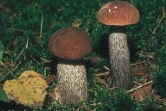 Leccinum scabrum