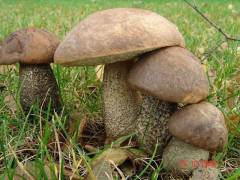 Leccinum scabrum