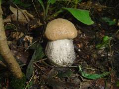 Leccinum versipelle