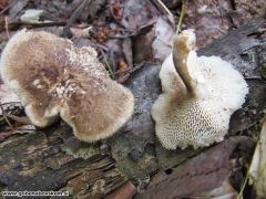 Lentinus arcularius