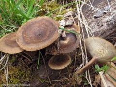 Lentinus arcularius