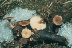 Lentinus brumalis