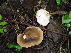 Lentinus substrictus