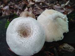 Lentinus tigrinus