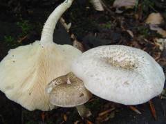 Lentinus tigrinus