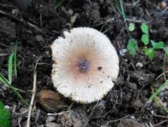 Lepiota brunneoincarnata